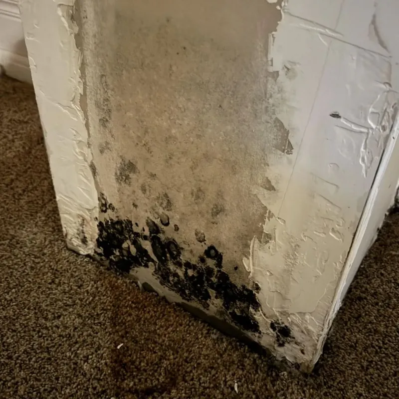 Professional Mold Removal in Granite, OK